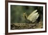 Mantis Religiosa (Praying Mantis) - in Defensive Posture, Threat Display-Paul Starosta-Framed Photographic Print