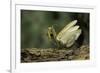 Mantis Religiosa (Praying Mantis) - in Defensive Posture, Threat Display-Paul Starosta-Framed Photographic Print