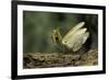 Mantis Religiosa (Praying Mantis) - in Defensive Posture, Threat Display-Paul Starosta-Framed Photographic Print