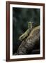 Mantis Religiosa (Praying Mantis) - in Defensive Posture, Threat Display-Paul Starosta-Framed Photographic Print