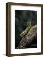 Mantis Religiosa (Praying Mantis) - in Defensive Posture, Threat Display-Paul Starosta-Framed Photographic Print