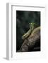 Mantis Religiosa (Praying Mantis) - in Defensive Posture, Threat Display-Paul Starosta-Framed Photographic Print