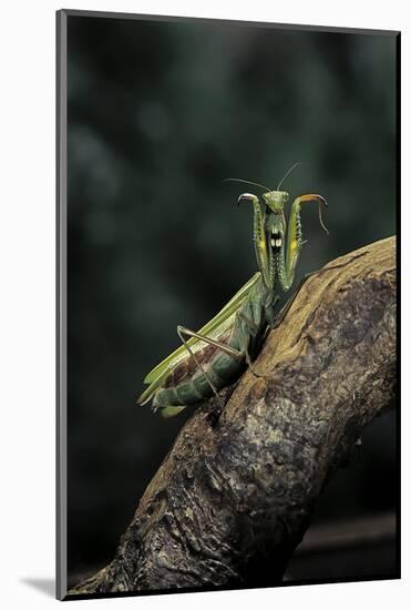 Mantis Religiosa (Praying Mantis) - in Defensive Posture, Threat Display-Paul Starosta-Mounted Photographic Print