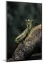 Mantis Religiosa (Praying Mantis) - in Defensive Posture, Threat Display-Paul Starosta-Mounted Photographic Print