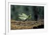 Mantis Religiosa (Praying Mantis) - in Defensive Posture, Threat Display-Paul Starosta-Framed Photographic Print