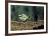 Mantis Religiosa (Praying Mantis) - in Defensive Posture, Threat Display-Paul Starosta-Framed Photographic Print