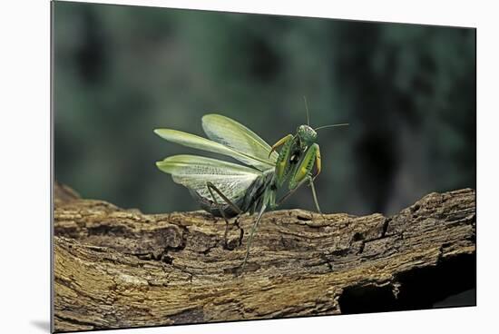 Mantis Religiosa (Praying Mantis) - in Defensive Posture, Threat Display-Paul Starosta-Mounted Photographic Print