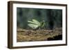 Mantis Religiosa (Praying Mantis) - in Defensive Posture, Threat Display-Paul Starosta-Framed Photographic Print