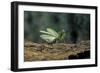 Mantis Religiosa (Praying Mantis) - in Defensive Posture, Threat Display-Paul Starosta-Framed Photographic Print