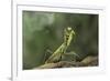 Mantis Religiosa (Praying Mantis) - in Defensive Posture, Threat Display-Paul Starosta-Framed Photographic Print