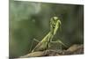 Mantis Religiosa (Praying Mantis) - in Defensive Posture, Threat Display-Paul Starosta-Mounted Photographic Print