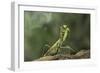 Mantis Religiosa (Praying Mantis) - in Defensive Posture, Threat Display-Paul Starosta-Framed Photographic Print