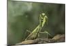 Mantis Religiosa (Praying Mantis) - in Defensive Posture, Threat Display-Paul Starosta-Mounted Photographic Print