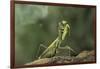 Mantis Religiosa (Praying Mantis) - in Defensive Posture, Threat Display-Paul Starosta-Framed Photographic Print