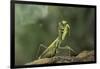 Mantis Religiosa (Praying Mantis) - in Defensive Posture, Threat Display-Paul Starosta-Framed Photographic Print