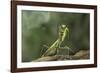 Mantis Religiosa (Praying Mantis) - in Defensive Posture, Threat Display-Paul Starosta-Framed Photographic Print