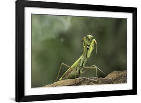 Mantis Religiosa (Praying Mantis) - in Defensive Posture, Threat Display-Paul Starosta-Framed Photographic Print