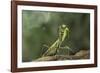 Mantis Religiosa (Praying Mantis) - in Defensive Posture, Threat Display-Paul Starosta-Framed Photographic Print