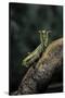 Mantis Religiosa (Praying Mantis) - in Defensive Posture, Threat Display-Paul Starosta-Stretched Canvas