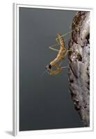 Mantis Religiosa (Praying Mantis) - Larva Newly Emerged from Ootheca-Paul Starosta-Framed Premium Photographic Print