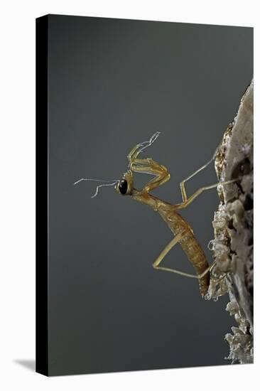 Mantis Religiosa (Praying Mantis) - Larva Newly Emerged from Ootheca-Paul Starosta-Stretched Canvas