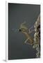 Mantis Religiosa (Praying Mantis) - Larva Newly Emerged from Ootheca-Paul Starosta-Framed Premium Photographic Print