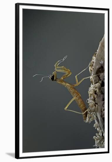 Mantis Religiosa (Praying Mantis) - Larva Newly Emerged from Ootheca-Paul Starosta-Framed Premium Photographic Print