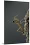 Mantis Religiosa (Praying Mantis) - Larva Newly Emerged from Ootheca-Paul Starosta-Mounted Premium Photographic Print