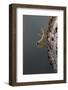 Mantis Religiosa (Praying Mantis) - Larva Newly Emerged from Ootheca-Paul Starosta-Framed Photographic Print