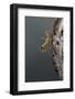 Mantis Religiosa (Praying Mantis) - Larva Newly Emerged from Ootheca-Paul Starosta-Framed Photographic Print