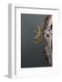 Mantis Religiosa (Praying Mantis) - Larva Newly Emerged from Ootheca-Paul Starosta-Framed Photographic Print