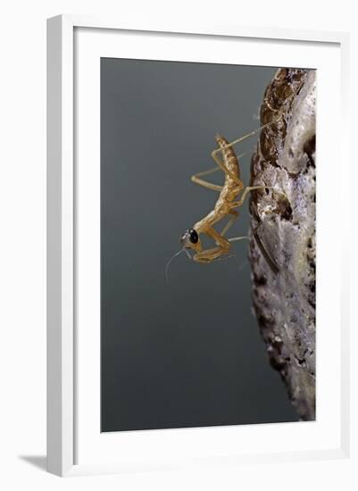Mantis Religiosa (Praying Mantis) - Larva Newly Emerged from Ootheca-Paul Starosta-Framed Photographic Print