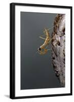 Mantis Religiosa (Praying Mantis) - Larva Newly Emerged from Ootheca-Paul Starosta-Framed Photographic Print