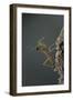 Mantis Religiosa (Praying Mantis) - Larva Newly Emerged from Ootheca-Paul Starosta-Framed Photographic Print