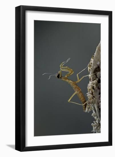 Mantis Religiosa (Praying Mantis) - Larva Newly Emerged from Ootheca-Paul Starosta-Framed Photographic Print