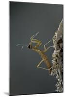 Mantis Religiosa (Praying Mantis) - Larva Newly Emerged from Ootheca-Paul Starosta-Mounted Photographic Print