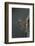 Mantis Religiosa (Praying Mantis) - Larva Newly Emerged from Ootheca-Paul Starosta-Framed Photographic Print