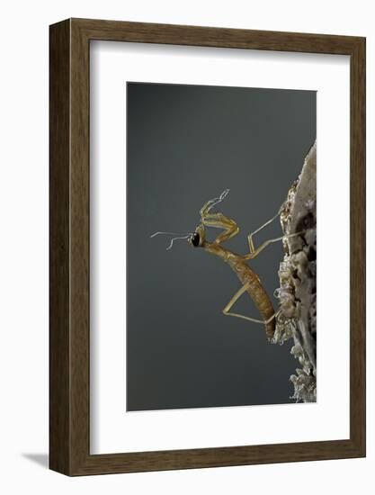 Mantis Religiosa (Praying Mantis) - Larva Newly Emerged from Ootheca-Paul Starosta-Framed Photographic Print