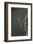 Mantis Religiosa (Praying Mantis) - Larva Newly Emerged from Ootheca-Paul Starosta-Framed Photographic Print