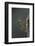 Mantis Religiosa (Praying Mantis) - Larva Newly Emerged from Ootheca-Paul Starosta-Framed Photographic Print