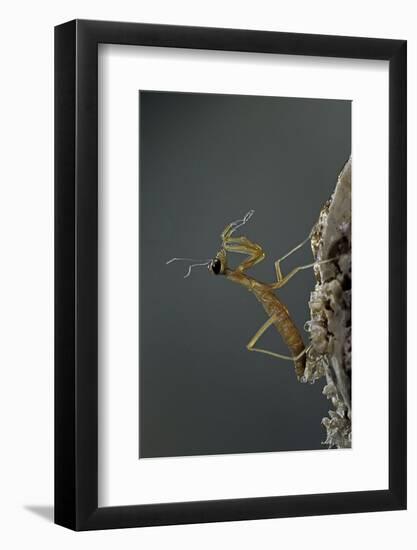 Mantis Religiosa (Praying Mantis) - Larva Newly Emerged from Ootheca-Paul Starosta-Framed Photographic Print