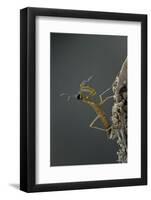 Mantis Religiosa (Praying Mantis) - Larva Newly Emerged from Ootheca-Paul Starosta-Framed Photographic Print