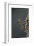 Mantis Religiosa (Praying Mantis) - Larva Newly Emerged from Ootheca-Paul Starosta-Framed Photographic Print