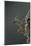 Mantis Religiosa (Praying Mantis) - Larva Newly Emerged from Ootheca-Paul Starosta-Mounted Photographic Print