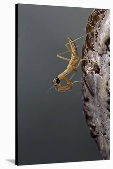 Mantis Religiosa (Praying Mantis) - Larva Newly Emerged from Ootheca-Paul Starosta-Stretched Canvas