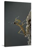 Mantis Religiosa (Praying Mantis) - Larva Newly Emerged from Ootheca-Paul Starosta-Stretched Canvas