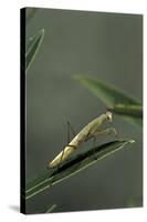 Mantis Religiosa (Praying Mantis) - Larva-Paul Starosta-Stretched Canvas
