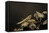 Mantis Religiosa (Praying Mantis) - Larva-Paul Starosta-Framed Stretched Canvas