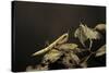 Mantis Religiosa (Praying Mantis) - Larva-Paul Starosta-Stretched Canvas