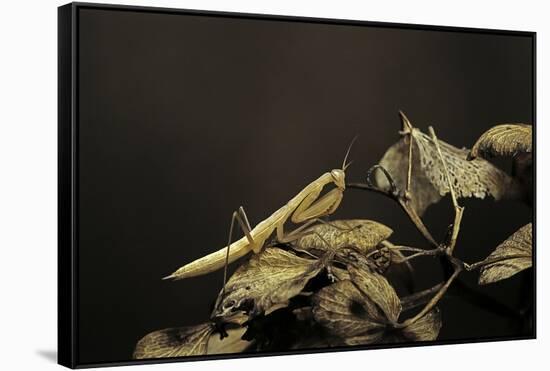 Mantis Religiosa (Praying Mantis) - Larva-Paul Starosta-Framed Stretched Canvas